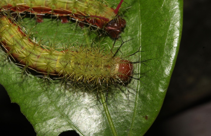 Fig.22 Larva, <i>Periphoba</i> arcaeiDHJ02, Saturniidae, PU estadío, se alimenta <i>Matudaea trinervia</i>, (Hamamelidaceae), mostrando lateral tórax. Voucher: 20- SRNP-31800-DHJ778336. 