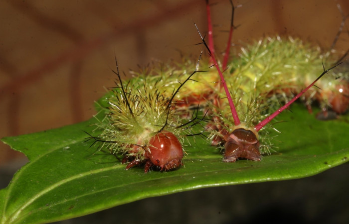 Fig.23 Larva, <i>Periphoba</i> arcaeiDHJ02, Saturniidae, PU estadío, se alimenta <i>Matudaea trinervia</i>, (Hamamelidaceae), mostrando cabeza. Voucher: 20-SRNP-31800-DHJ778337. 