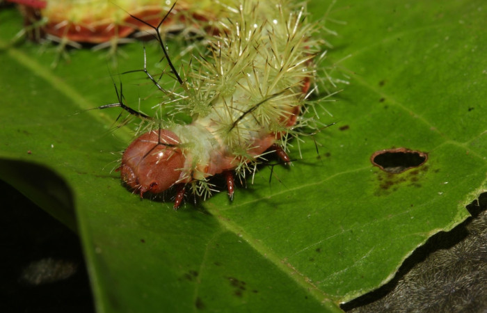 Fig.24 Larva, <i>Periphoba</i> arcaeiDHJ02, Saturniidae, PU estadío, se alimenta <i>Matudaea trinervia</i>, (Hamamelidaceae), mostrando lateral tórax. Voucher: 20- SRNP-31800-DHJ778338. 
