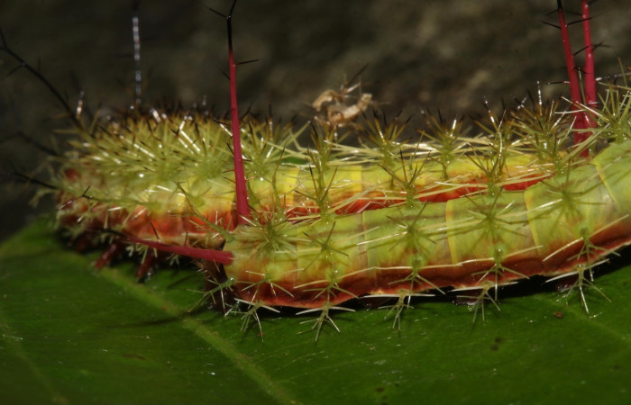 Fig.25 Larva, <i>Periphoba</i> arcaeiDHJ02, Saturniidae, PU estadío, se alimenta <i>Matudaea trinervia</i>, (Hamamelidaceae), mostrando lateral trasero Voucher: 20-SRNP-31800-DHJ778340. 