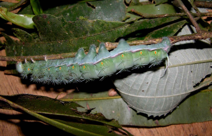 Fig.27 Larva, <i>Periphoba</i> arcaeiDHJ01, Saturniidae, PU estadío, se alimenta <i>Calophyllum brasiliense</i>, (Calophyllaceae), mostrando lateral entero. Voucher: 03-SRNP-5420-DHJ400689. 