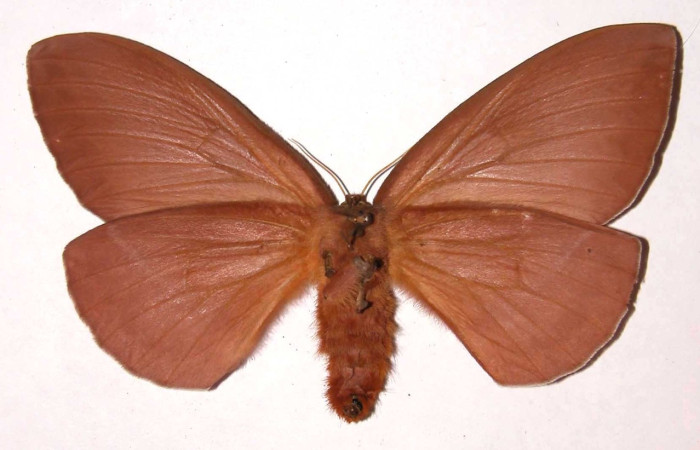 Fig.2 Adulto <i>Periphoba</i> arcaeiDHJ02, Saturniidae, hembra mostrando la parte ventral Voucher: 02-SRNP-13070- DHJ37111. 