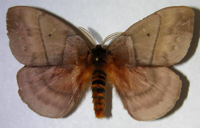 Fig.3 Adulto <i>Periphoba</i> arcaeiDHJ02, Saturniidae, macho mostrando la parte dorsal. Voucher: 06-SRNP-7625-DHJ361404. 