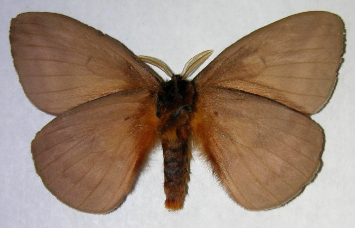 Fig.4 Adulto <i>Periphoba</i> arcaeiDHJ02, Saturniidae, macho mostrando la parte ventral. Voucher: 06-SRNP-7625-DHJ361405 