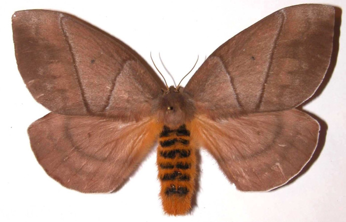 Fig.5 Adulto <i>Periphoba</i> arcaeiDHJ01, Saturniidae, hembra mostrando la parte dorsal. Voucher: 03-SRNP-5420-DHJ36546. 