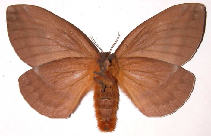 Fig.6 Adulto <i>Periphoba</i> arcaeiDHJ01, Saturniidae, hembra mostrando la parte ventral. Voucher: 03-SRNP-5420-DHJ36547. 
