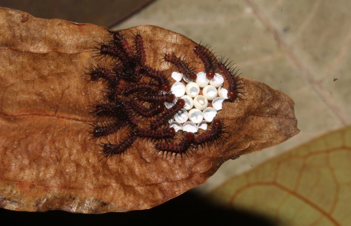 Fig. 7 Larvas, <i>Periphoba</i> arcaeiDHJ02, Saturniidae, primer  estadío, se alimenta <i>Matudaea trinervia</i>, (Hamamelidaceae), larvas comiéndose la concha de huevos de donde salierón. Voucher: 20-SRNP-31800-DHJ778143.jpg.