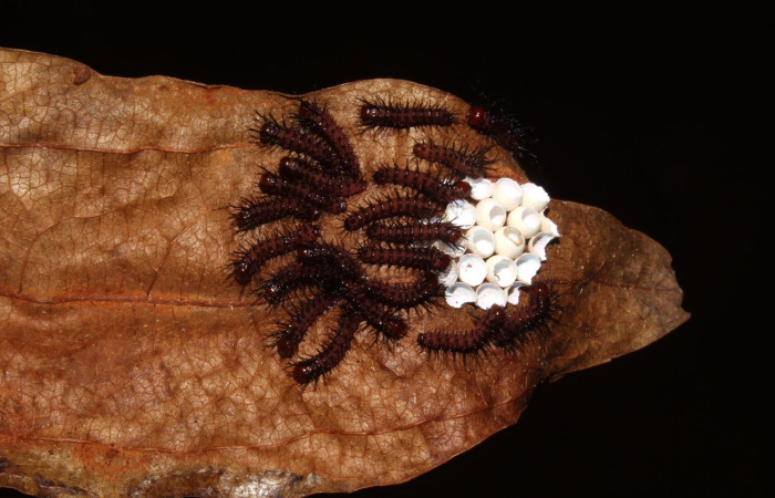 Fig. 8 Larvas, <i>Periphoba</i> arcaeiDHJ02, Saturniidae, primer  estadío, se alimenta <i>Matudaea trinervia</i>, (Hamamelidaceae), larvas comiéndose la concha de huevos de donde salierón. Voucher: 20-SRNP-31800-DHJ778144.jpg.