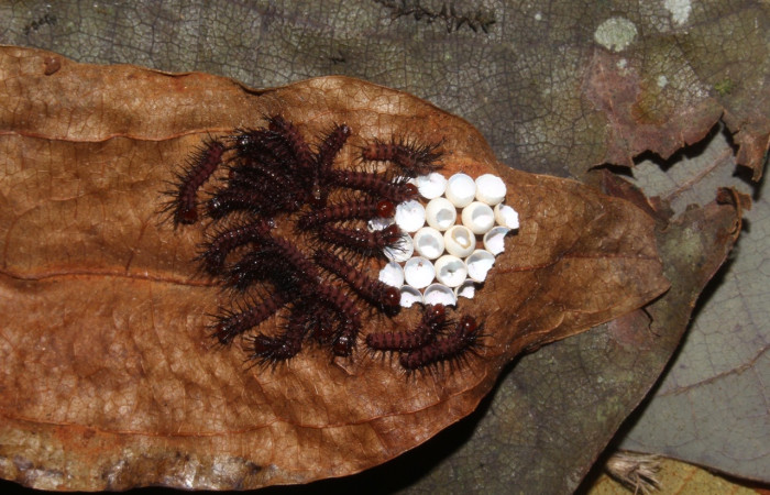 Fig. 9 Larvas, <i>Periphoba</i> arcaeiDHJ02, Saturniidae, primer  estadío, se alimenta <i>Matudaea trinervia</i>, (Hamamelidaceae), larvas comiéndose la concha de huevos de donde salierón. Voucher: 20-SRNP-31800-DHJ778146.jpg.