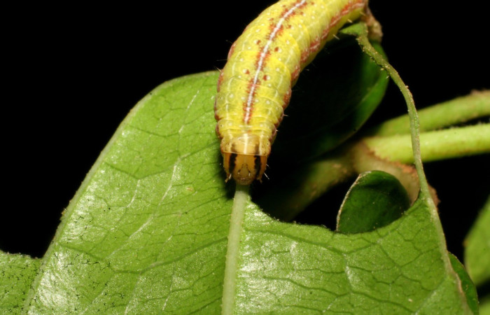 Figura 6. <i>Perigea</i> lineataDHJ02 (Noctuidae), penúltimo estadio, posición frontal, Estación Caribe. Voucher 07-SRNP-41797-DHJ422697.jpg.