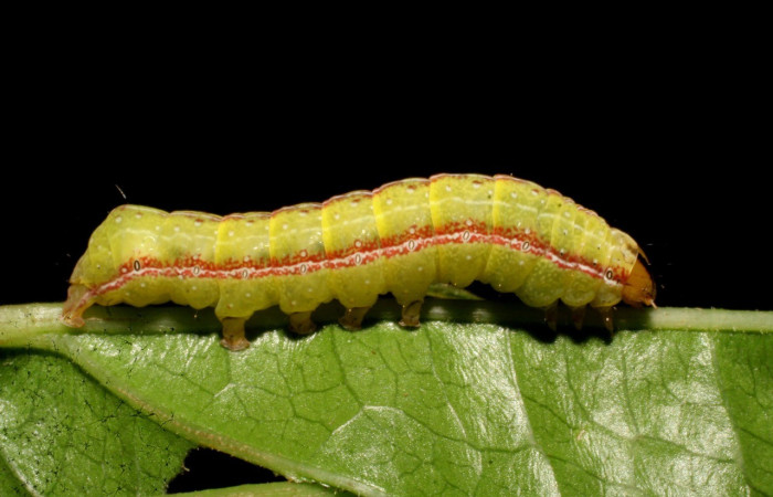 Figura 5. <i>Perigea</i> lineataDHJ02 (Noctuidae), penúltimo estadio, posición lateral , Estación Caribe. Voucher . Voucher 07-SRNP-41797-DHJ422701.jpg.