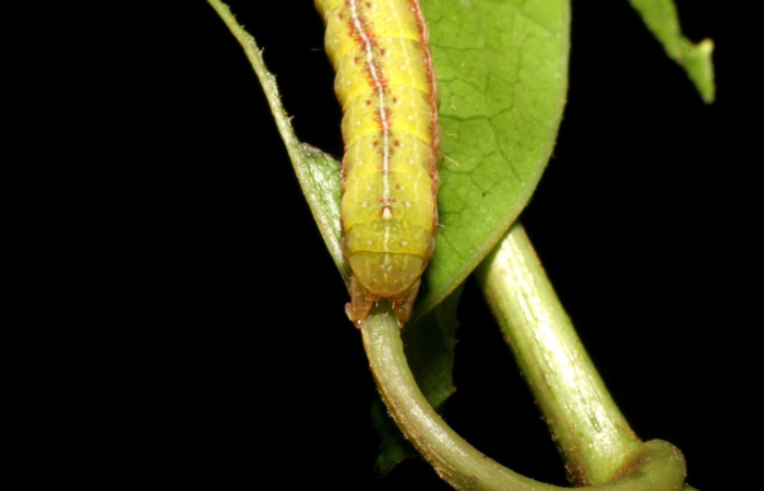 Figura 7. <i>Perigea</i> lineataDHJ02 (Noctuidae), penúltimo estadio, posición trasera, Estación Caribe. Voucher 07-SRNP-41797-DHJ422703.jpg.