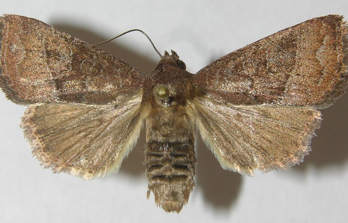 Figura 10. Adulto de <i>Perigea</i> lineataDHJ02 (Noctuidae), vista dorsal. Voucher 10-SRNP-75313-DHJ539494.jpg.