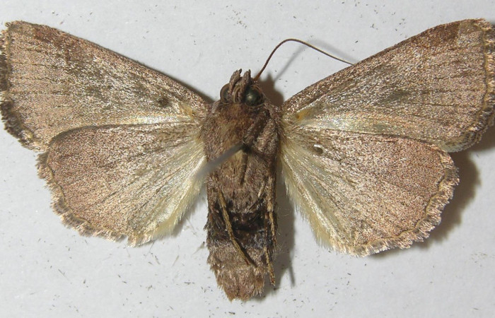 Figura 11. Adulto de <i>Perigea</i> lineataDHJ02 (Noctuidae), vista ventral. Vouche 10-SRNP-75313-DHJ539495.jpg.