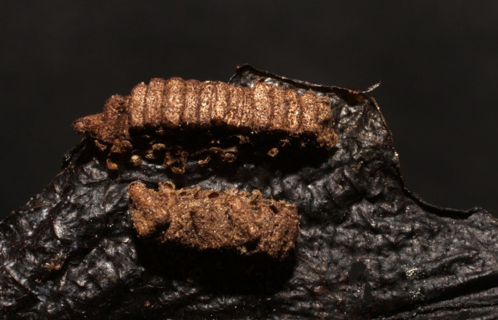 Figura 9. Capullo de (Braconidae), <i>Glyptapanteles</i> Whitfield123 parásito de <i>Perigea</i> lineataDHJ02 (Noctuidae). Voucher 10-SRNP-81372-DHJ497814.jpg.