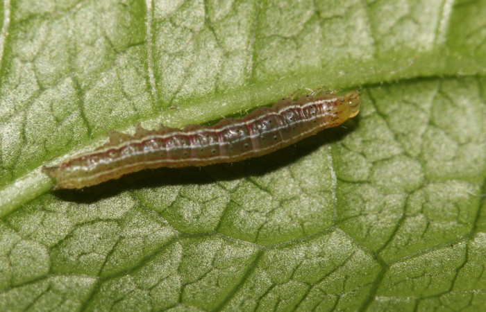 Figura 2. <i>Perigea</i> lineataDHJ02 (Noctuidae), segundo estadio, vista lateral dorsal, Estación Wege. Voucher 18-SRNP-27487-DHJ731903.jpg.