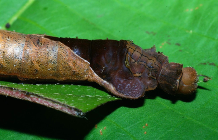 Fig. 10 Larva <i>Oxytenis naemia</i> (Saturniidae),  mide 50mm. Camino Rio Francia, Sector Rincon Rain  Forest, 410m. 03-SRNP-11818-DHJ75888.jpg.