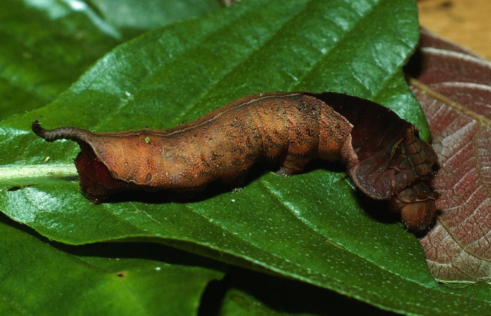 Fig. 11 Larva <i>Oxytenis naemia</i> (Saturniidae),  mide 50mm. Camino Rio Francia, Sector Rincon Rain  Forest, 410m. 03-SRNP-11818-DHJ75888.jpg.