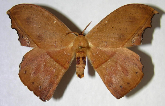 Fig. 15 Adulto <i>Oxytenis naemia</i> (Saturniidae), mide  67mm. Sendero Laguna, Sector Pitilla, 680m. 03-  SRNP-20453-DHJ361265.