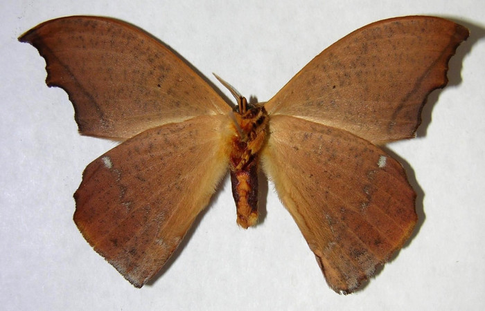 Fig. 16 Adulto <i>Oxytenis naemia</i> (Saturniidae), mide  67mm. Sendero Laguna, Sector Pitilla, 680m. 03-  SRNP-20453-DHJ361265.