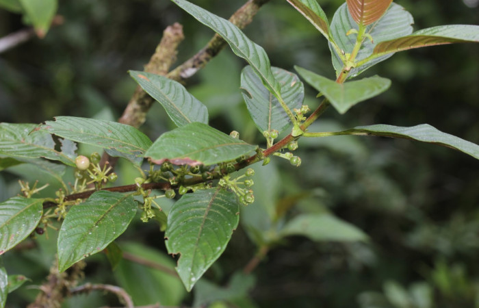 Fig. 17 Planta <i>Sabicea panamensis</i>(Rubiaceae) hospedera <i>Oxytenis </i> naemiaICHG01 (Saturniidae), Cuestona, Sactor Pitilla, 640m. Foto Manuel Rios.