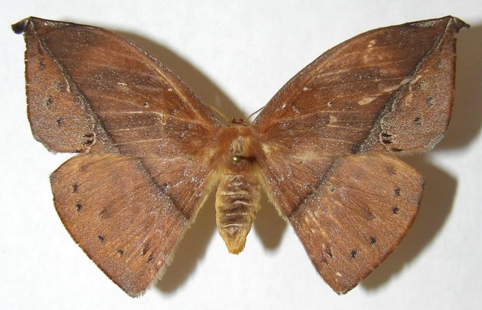 Fig. 1 Adulto <i>Oxytenis </i> naemiaICHG01 (Saturniidae),  vista dorsal, hembra; mide 75mm. Sendero Rotulo, San  Pitilla, 510m. 06-SRNP-32216-DHJ347904.