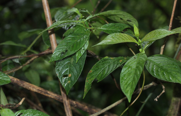 Fig. 120 Planta <i>Sabicea panamensis</i>(Rubiaceae) hospedera <i>Oxytenis </i> naemiaICHG01 (Saturniidae), Cuestona, Sactor Pitilla, 640m. Foto Manuel Rios.