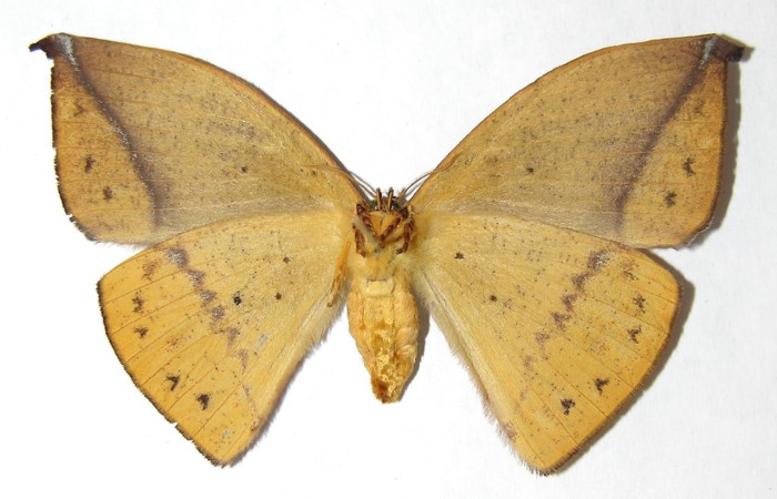 Fig. 2 Adulto <i>Oxytenis </i> naemiaICHG01  (Saturniidae), vista ventral hembra mide 75mm. Sendero  Rotulo, San Pitilla, 510m. 06-SRNP-32216-DHJ347905.