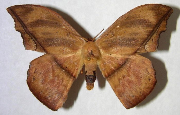 Fig. 3 Adulto <i>Oxytenis </i> naemiaICHG01  (Saturniidae), vista ventral, macho; mide 64mm.  Camino Rio Francia, Sector Rincon Rain Forest, 410m.  00-SRNP-14032-DHJ361280.