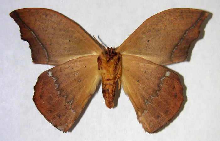 Fig. 4 Adulto <i>Oxytenis </i> naemiaICHG01  (Saturniidae), vista ventral, macho; mide 64mm.  Camino Rio Francia, Sector Rincon Rain Forest, 410m.  00-SRNP-14032-DHJ361281.