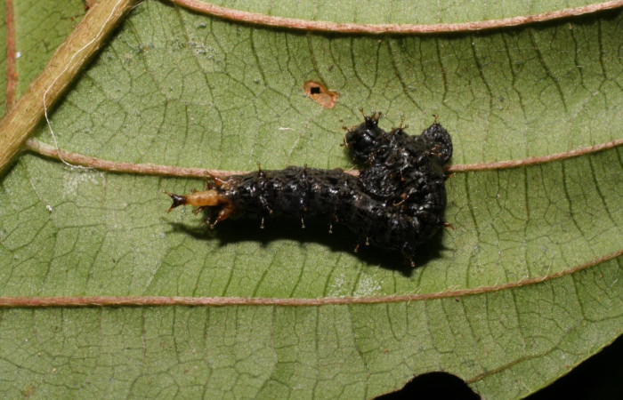 Fig. 5 Larva <i>Oxytenis </i> naemiaICHG01  (Saturniidae), mide 16mm. Camino Porvenir, Sector  Rincon Rain Forest, 383m. 07-SRNP-42340-  DHJ428004.jpg.