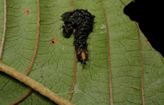 Fig. 6 Larva <i>Oxytenis </i> naemiaICHG01  (Saturniidae), mide 16mm. Camino Porvenir,  Sector Rincon Rain Forest, 383m. 07-  SRNP-42340-DHJ428005.jpg