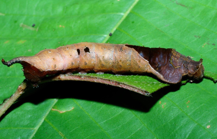 Fig. 7 Larva <i>Oxytenis </i> naemiaICHG01  (Saturniidae), mide 50mm. Leonel, Sector Pitilla,  510m. 08-SRNP-72366-DHJ447254.jpg