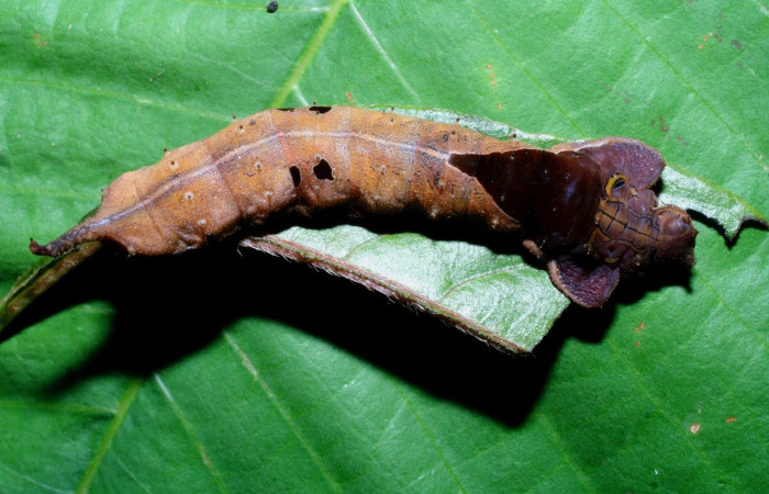 Fig. 8 Larva <i>Oxytenis </i> naemiaICHG01  (Saturniidae), mide 50mm. Camino Rio Francia, Sector  Rincon Rain Forest, 410m. 08-SRNP-72366-  DHJ447255