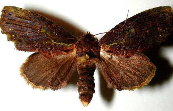 Figura 8. Adulto de <i>Dottia</i> Janzen02 (Notodontidae). parte dorsal. Voucher: 00-SRNP-11120-DHJ32768. 