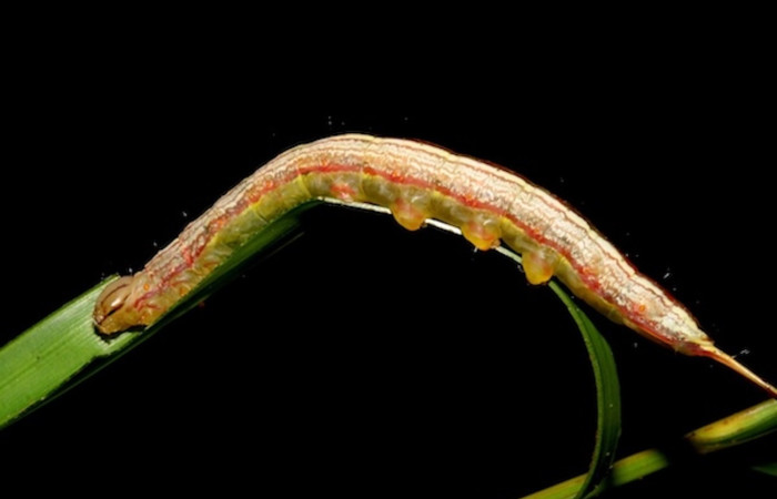 Figura 1. <i>Dottia</i> Janzen02 (Notodontidae). Penúltimo estadio, parte lateral. Voucher: 08-SRNP-5811-DHJ444822.jpg.