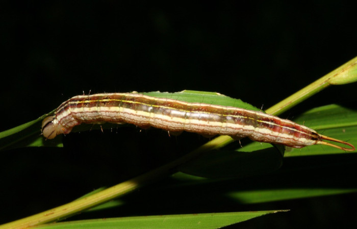 Figura 2. <i>Dottia</i> Janzen02 (Notodontidae). Penúltimo estadio, parte dorsal. Voucher: 08-SRNP-5811-DHJ444824.jpg.
