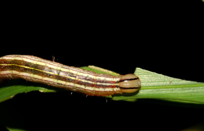 Figura 7. <i>Dottia</i> Janzen02 (Notodontidae). Penúltimo estadio, parte lateral frontal. Voucher: 08-SRNP-5811-DHJ444828.jpg.