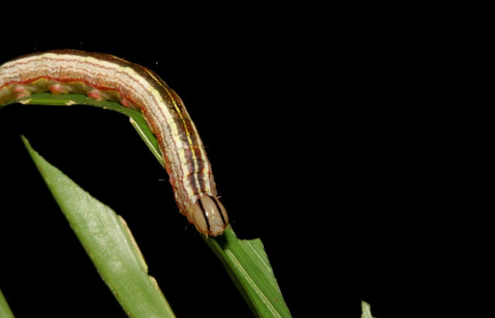 Figura 6. <i>Dottia</i> Janzen02 (Notodontidae). Penúltimo estadio, parte frontal. Voucher: 08-SRNP-5811-DHJ444835.jpg.