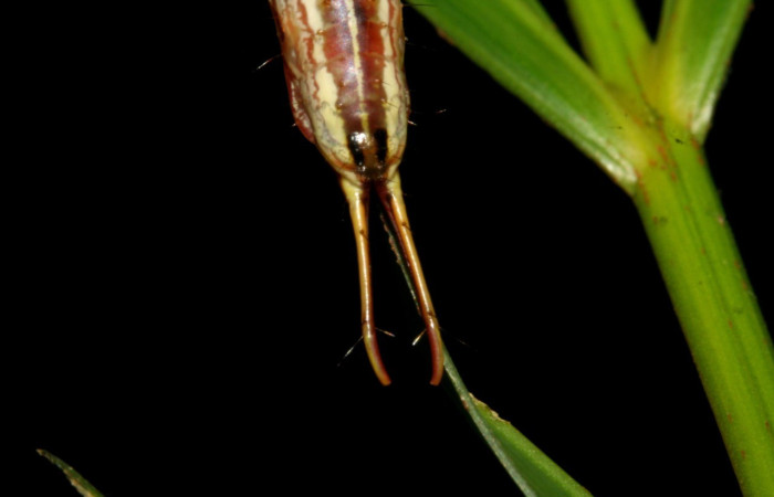 Figura 5. <i>Dottia</i> Janzen02 (Notodontidae). Penúltimo estadio, tijereta parte trasera. Voucher: 08-SRNP-5811-DHJ444837.jpg.