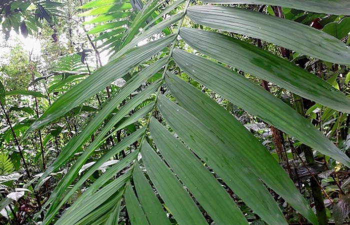 Figura 11. Hoja de <i>Chamaedorea tepejilote</i> (Arecaceae) planta hospedera de <i>Dottia</i> Janzen02 (Notodontidae).
Foto: Carolina Cano. 21 diciembre 2025. San Gerardo.
