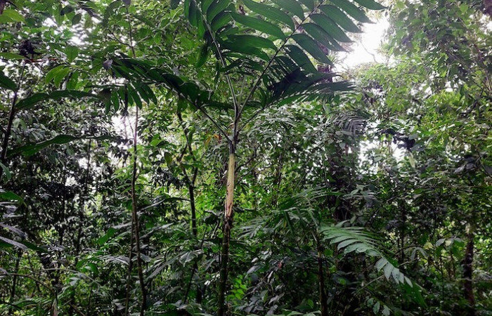 Figura 10. <i>Chamaedorea tepejilote</i> (Arecaceae) planta hospedera de <i>Dottia</i> Janzen02 (Notodontidae).