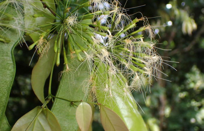 Fig. 10. <i>Inga sertulifera</i> (Fabaceae),  flores blancas,  florece y fructifica de febrero a septiembre. Las flores son visitadas por abejas, mariposas y otros insectos.Foto.Duvalier Briceño.  