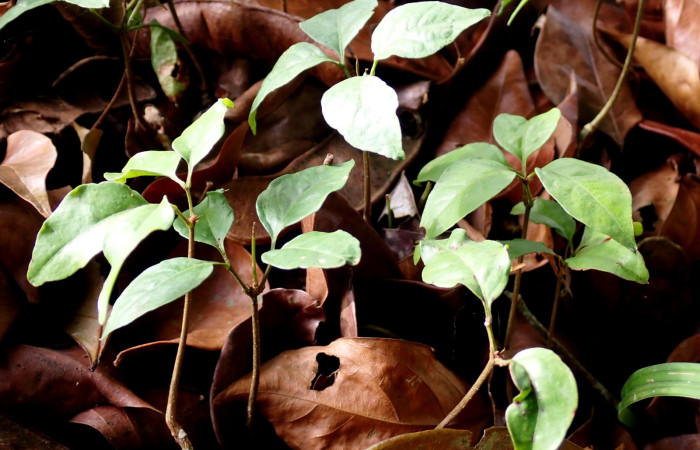 Fig. 20. <i>Inga sertulifera</i> (Fabaceae), plantulas nacidas debajo del árbol fertil después de caer muliples frusos por la fauna.Foto. Duvalier Briceño.