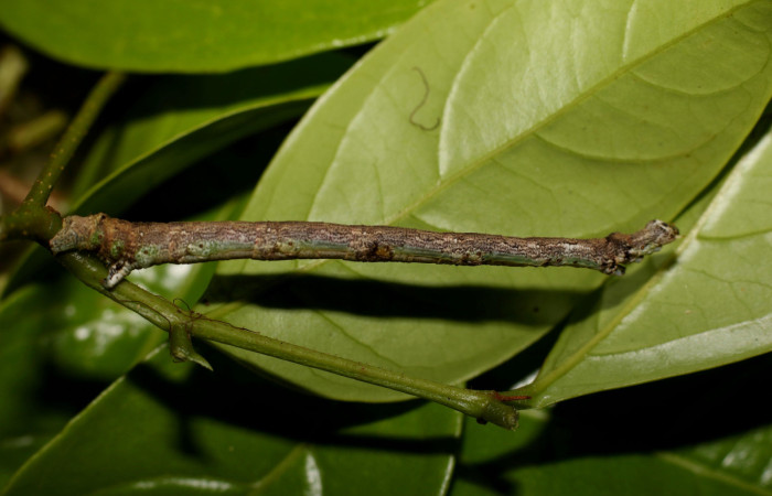 Fig. 24.<i> Inga sertulifera</i> (Fabaceae), planta hospedera de larva <i>Leuciris</i> fimbriariaDHJ03 (Geometridae). Voucher: 221-SRNP-65302-DHJ791036