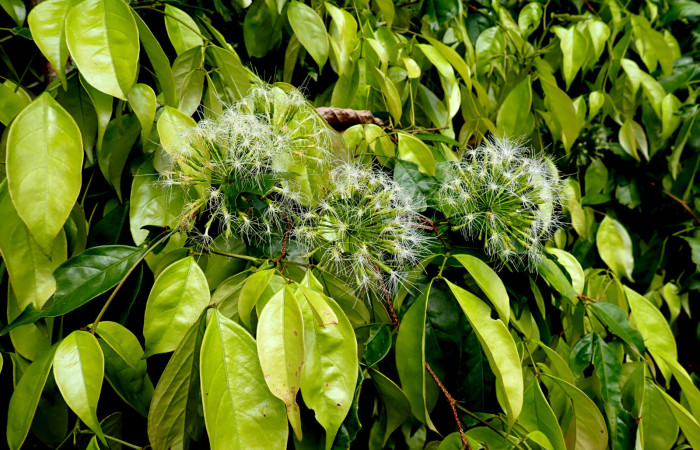 Fig. 8. <i>Inga sertulifera</i> (Fabaceae),  flores blancas,  florece y fructifica de febrero a septiembre. Las flores son visitadas por abejas, mariposas y otros insectos.Foto.Duvalier Briceño.  