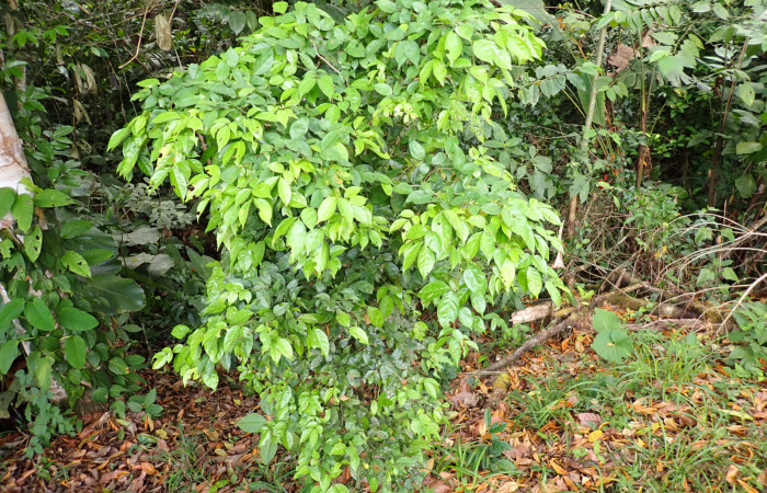 Fig. 21. <i>Inga sertulifera</i> (Fabaceae), arbusto de 1.5 metros de altura, fertili hasta los 2.5 metros de altura.Foto.Duvalier Briceño.