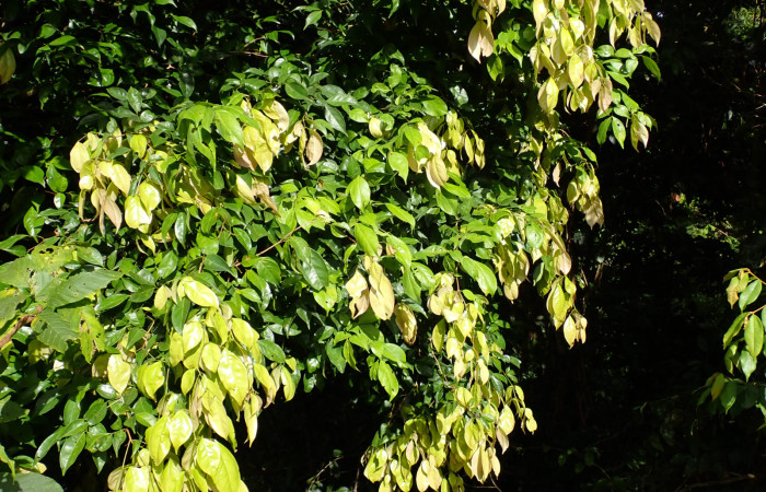 Fig. 4. <i>Inga sertulifera</i> (Fabaceae), ramas con nuevos brotes, hojas paripinnadas y alternas, con 1-2 pares de folíolos.Foto. Duvalier Briceño.