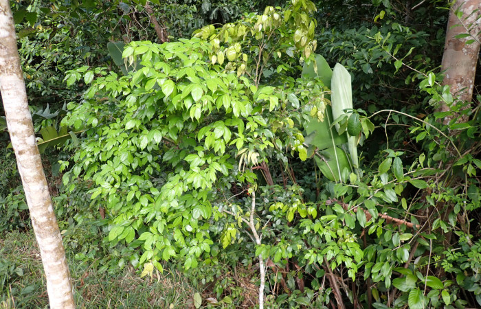 Fig. 22.<i> Inga sertulifera</i> (Fabaceae), arbusto de 1.5 metros de altura, fértil hasta los 2.5 metros de altura. Foto.Duvalier Briceño.