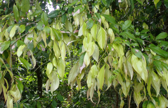 Fig. 5. Hojas paripinnadas y alternas, con 1-2 pares de folíolos, opuestos en el raquis, los basales reducidos en tamaño. Folíolos ovados o elípticos, con ápice agudo o acuminado, bordes enteros y base decurrente.Foto. Duvalier Briceño.